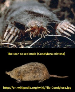 Star-nosed mole